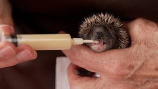 Kleiner Igel bekommt Milch mit der Flasche verabreicht. Um die Tiere kümmert sich das Paar Wiens aus Ammerbuch (Kreis Tübingen).