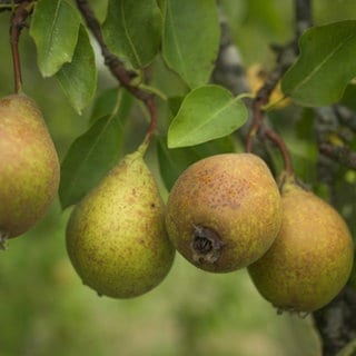Birnen hängen am Baum