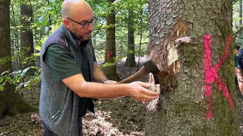 Thomas Falk vom Forstbezirk Odenwald schlägt mit der Axt die Rinde einer befallen Fichte ab, die vom Borkenkäfer befallen ist. Die Rinde ist schon so trocken, dass die problemlos abgeschlagen werden kann.