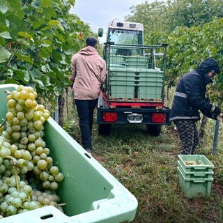 Hauptweinlese in der Pfalz