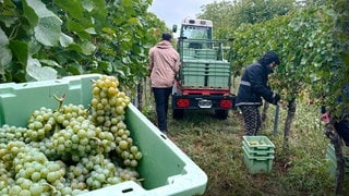 Hauptweinlese in der Pfalz