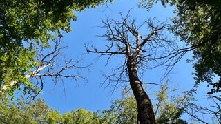 Hitze und Trockenheit gefährden die Bäume in der Region Trier 