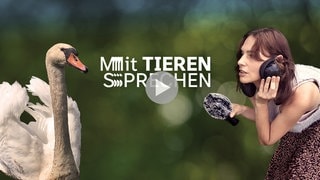 Key Visual "Mit Tieren sprechen"