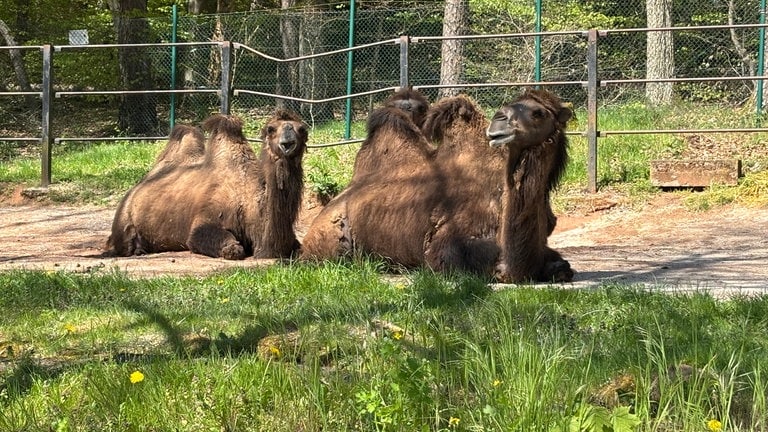 Kamele im Zoo Kaiserslautern