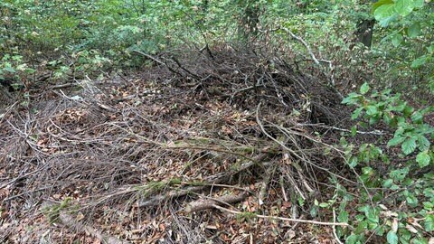 Verschmutzung im Trierer Wald