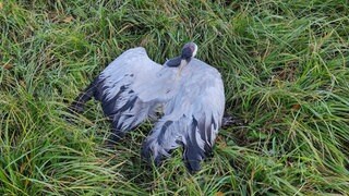 Ein toter Kranich, der das Vogelgrippe-Virus in sich trug, ist Schuld an der Ausbreitung im Westen der Pfalz.