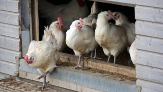 Hühner gehen aus einem Stall heraus. Die Stallpflicht für Geflügel wegen der Vogelgrippe ist im Kreis Mainz-Bingen und Stadt Mainz aufgehoben.