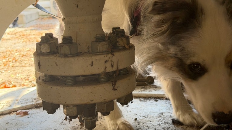 Hund Yuma sucht in einem Versteck nach Sprengstoff