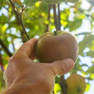 Man sieht eine Hand mit einem Apfel. Im Hintergrund sieht man Äpfel an einem Baum. Beim Pflücken von Äpfeln sollte man einiges beachten.