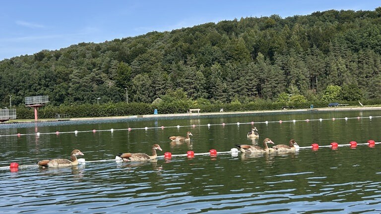 Als wäre es ihr Schwimmbad: Die Nilgänse schwimmen seelenruhig im Naturfreibad Otterberg.