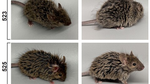 Zwei Mäuse aus dem Collosal Labor mit einem auffälligen Mammut-Fell in dunkelbraun-grau, fotografiert aus verschiedenen Blickwinkeln. Die Mäuse (523 und 525) haben ein strukturiertes Fellkleid mit einer gesprenkelten Musterung.