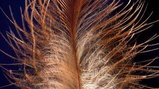 Detailaufnahme einer Feder vom Haushuhn (Gallus gallus f. domestica). Wie sind die Vogelfedern im Lauf der Evolution entstanden?