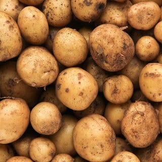 Kartoffeln frisch nach der Ernte. Erstaunliche Fakten und leckere Rezepte.