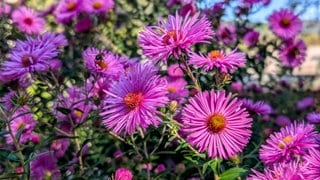 Neuengland-Aster: Staude mit leuchtend violetten Blättern | Gartentipps von Natalie Bauer: Stauden teilen: So vermehrt ihr eure Pflanzen