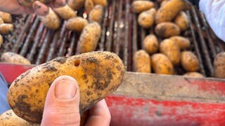 Bauer hält Kartoffel mit Loch in der Hand: Der Drahtwurm vernichtet in der Pfalz immer mehr Ernten.