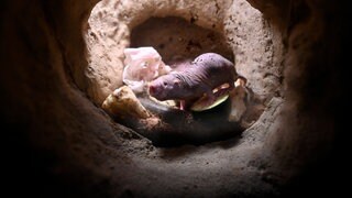 Nacktmulle im Nachtierhaus