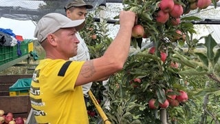 Zwei Erntehelfer pflücken Äpfel von einem Baum in Langenargen am Bodensee