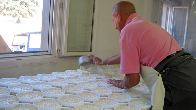 In einer Käserei: Ganz frisch gemacht der Käse aus Schafsmilch.