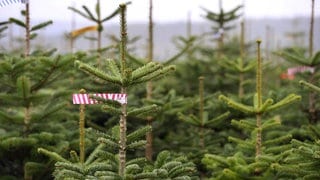Eine Christbaumschule voller grüner Tannen.