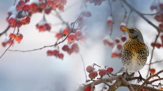 Vogel sitzt auf Weißdornstrauch