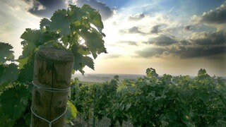 Wandern, Einkehren und Genießen in Rheinhessen