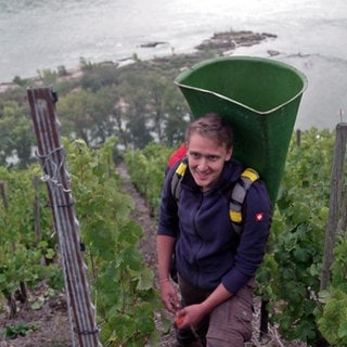Marius Lanius, Winzer aus Oberwesel, in seinem Steillagenhang bei der Weinlese