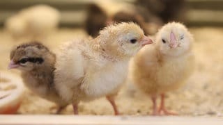 Frisch geschlüpfte Küken