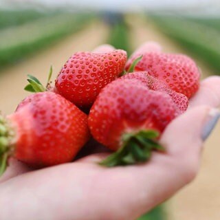 Auf dem Erdbeer- und Spargelhof Böser in der badischen Gemeinde Forst werden frisch geerntete Erdbeeren gezeigt.