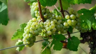 Die Weinernte in der Pfalz ist bald vorbei. Die Winzer erwarten einen qualitativ hochwertigen Jahrgang, trotz wenig Ernteertrag