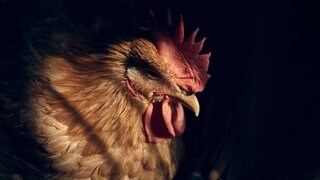 Huhn vor schwarzem Hintergrund