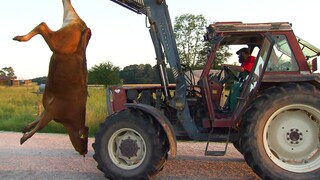 Ein totes Rind wird mit einem Traktor abtransportiert