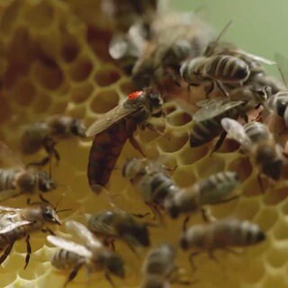 So geht Bienenwandern in Todtnau