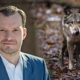Collage aus Bürgermeister Stiebler und einem Wolf