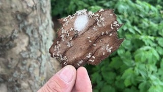 Platanen-Netzwanzen auf einem Stück Baumrinde. Das Insekt ist ein Ärgernis für die Gastronomie in Gaggenau. Deswegen bekämft die Stadt sie mit Florfliegen.