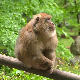 Ein Berberaffe sitzt auf dem Affenberg im Salem auf einem Holzzaun. Er hat braunes Fell und schaut nach rechts.