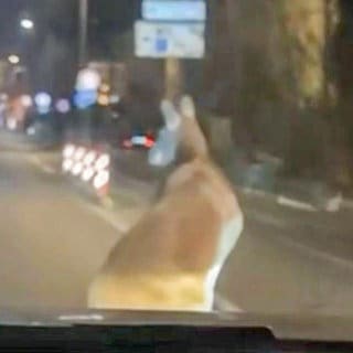 Ein Känguru, fotografiert aus einem Auto in der Aalener Innenstadt. Ein Känguru in Aalen? Das Beuteltier ist am Samstag aus einem Zirkus ausgebüxt und sorgte in der Stadt für Aufregung.