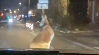 Ein Känguru, fotografiert aus einem Auto in der Aalener Innenstadt. Ein Känguru in Aalen? Das Beuteltier ist am Samstag aus einem Zirkus ausgebüxt und sorgte in der Stadt für Aufregung.