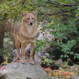 Erstmals wurde der Goldschakal im Pfälzerwald nachgewiesen. (Symbolfoto)