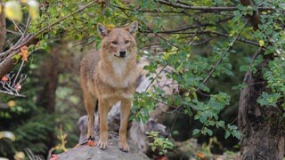 Erstmals wurde der Goldschakal im Pfälzerwald nachgewiesen. (Symbolfoto)