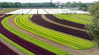 Wahlkreis-Check Rheinland-Pfalz Landtagswahl 2021 -Mutterstadt