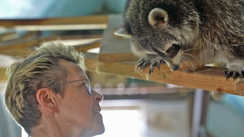 Tierärztin Nannette Welk mit ihrem Waschbären Napoleon.