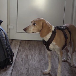 Hündin Matilde