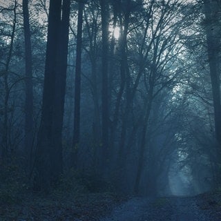 Mystischer dunkler Wald: Der Entzug von Licht wirkt sich unmittelbar auf unser körperliches und seelisches Wohlbefinden aus. Studien zeigen: Lichtmangel beeinflusst unser Sozialverhalten, unsere Kreativität und unser Nervensystem. 