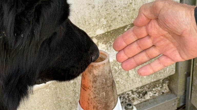 Ein schwarzer Sprengstoffspürhund deutet mit seiner Schnauze auf eine Pylone, unter der Sprengstoff versteckt ist.