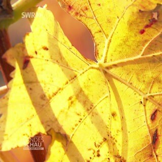 Herbstliche Stimmung durch Laubfärbung im Wingert