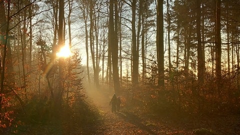 Ein Herbstmorgen im Waldkindergarten Buntsprechte in Walldürn im Neckar-Odenwald-Kreis