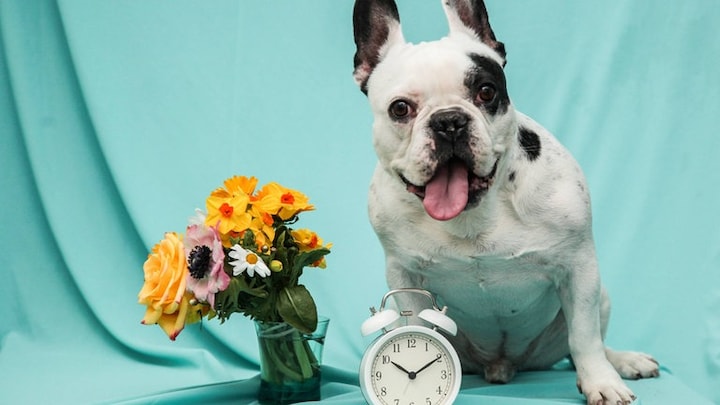 Wer früher Sonne will, kann einfach früher aufstehen: Sommerzeit ist überflüssig - das zusätzliche Morgenlicht lässt sich auch ohne Uhrumstellung nutzen, etwa beim Spaziergang mit dem Hund.