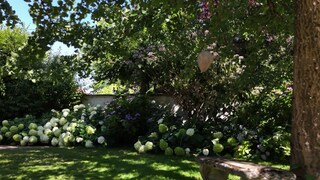 Ein Garten voller Hortensien an der Ostalb.