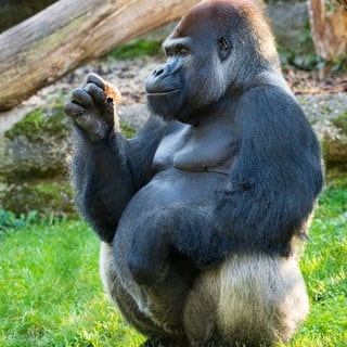 Gorillamann M’Tongé aus dem Basler Zoo ist nach einer Infektion mit dem Fuchsbandwurm gestorben.