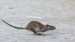 Eine rennende Ratte. Bei über hundert Gebäuden des Landes Baden-Württemberg wurde in den vergangenen Jahren ein Schädlingsbefall festgestellt - dabei habe es sich vorwiegend um Nagetiere und Insekten gehandelt. (Symbolbild)